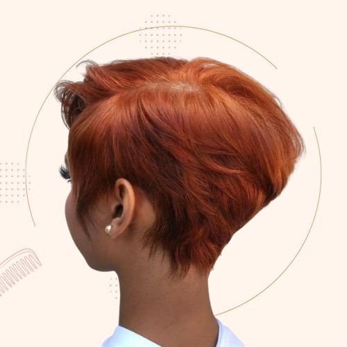 Graduated Pixie Bob